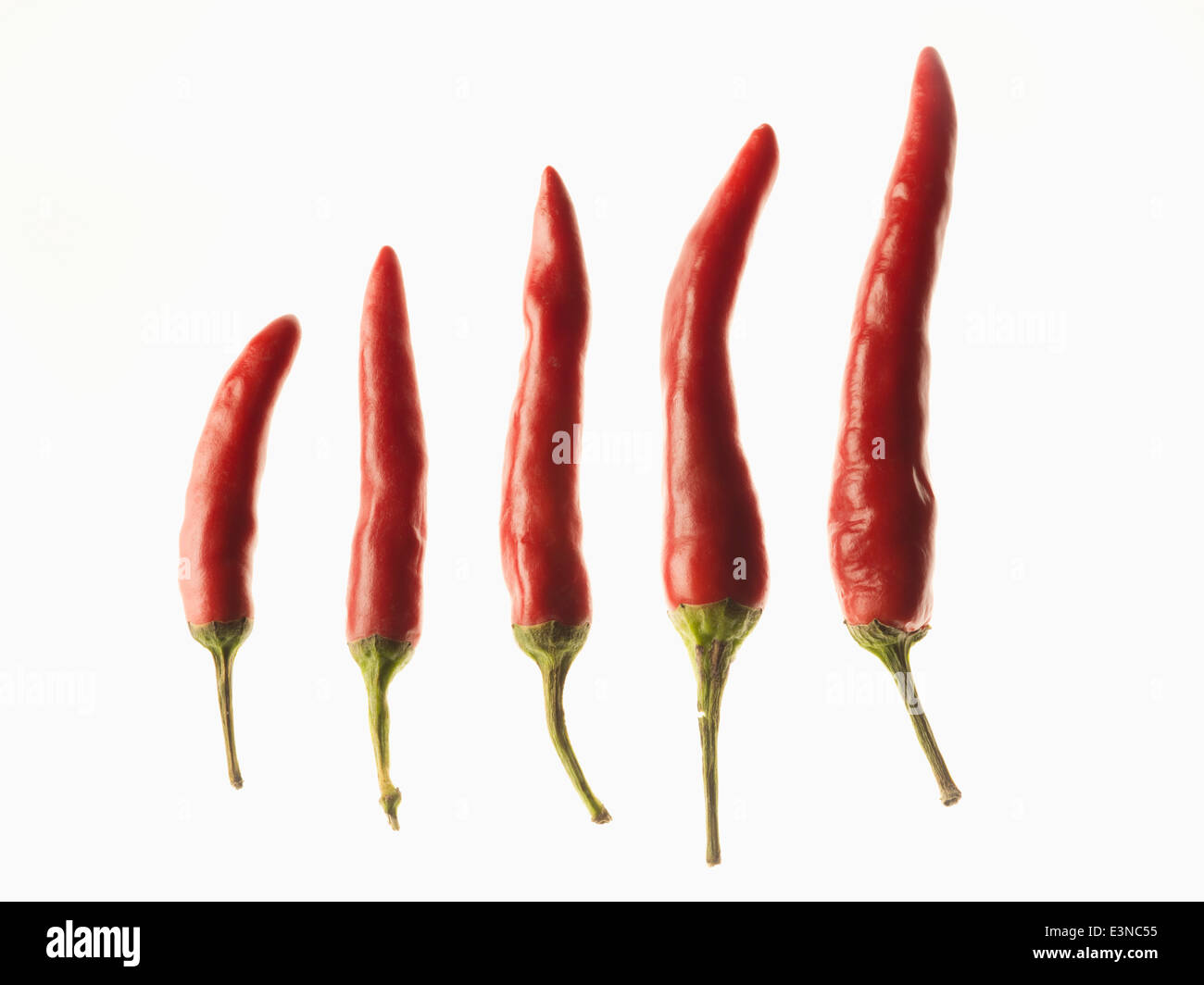 Rote Chilis in der Reihenfolge der Größe auf weißem Hintergrund Stockfoto