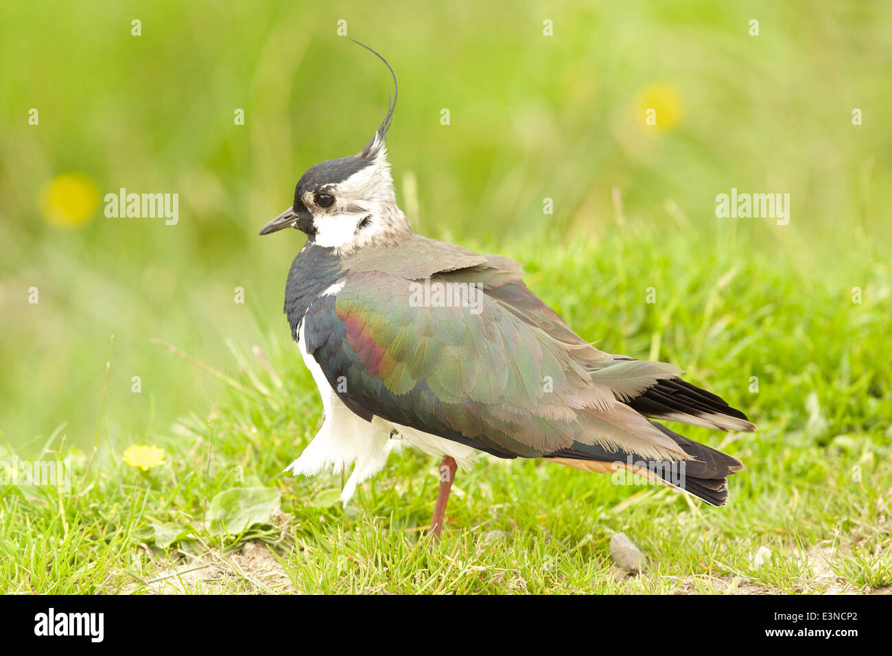 Kiebitz mit gekräuselten Federn die leichte Brise Stockfoto