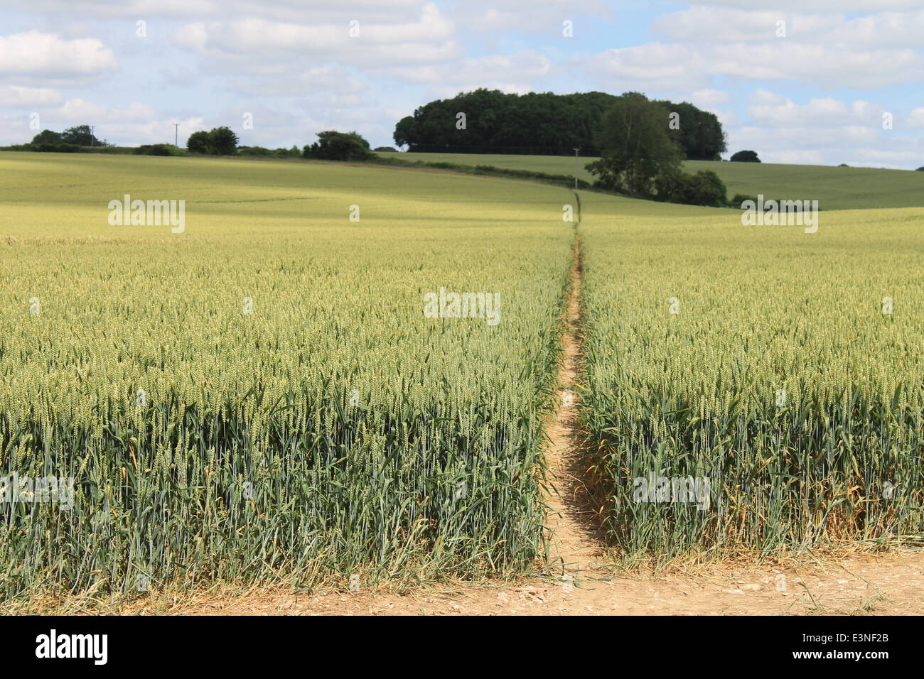 Die Wayfarer Weg kreuzt ein Weizenfeld am Stadtrand von Denmead, Hampshire, UK Stockfoto
