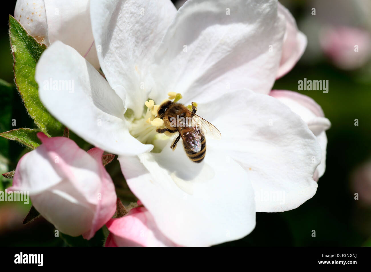 Eine Honigbiene Apis mellifera selbstbefruchtend und Empfangen von Nektar aus einem Apfelbaum Blume im Annapolis Valley von Nova Scotia, Kanada Stockfoto