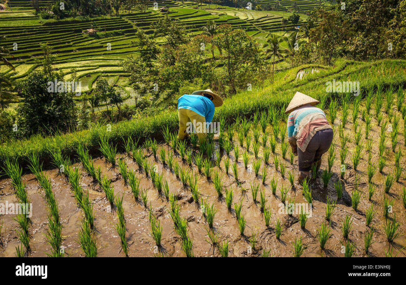 Weibliche Bauern am üppigen Reisterrassen auf Bali, Tegallalang, Indonesien Stockfoto
