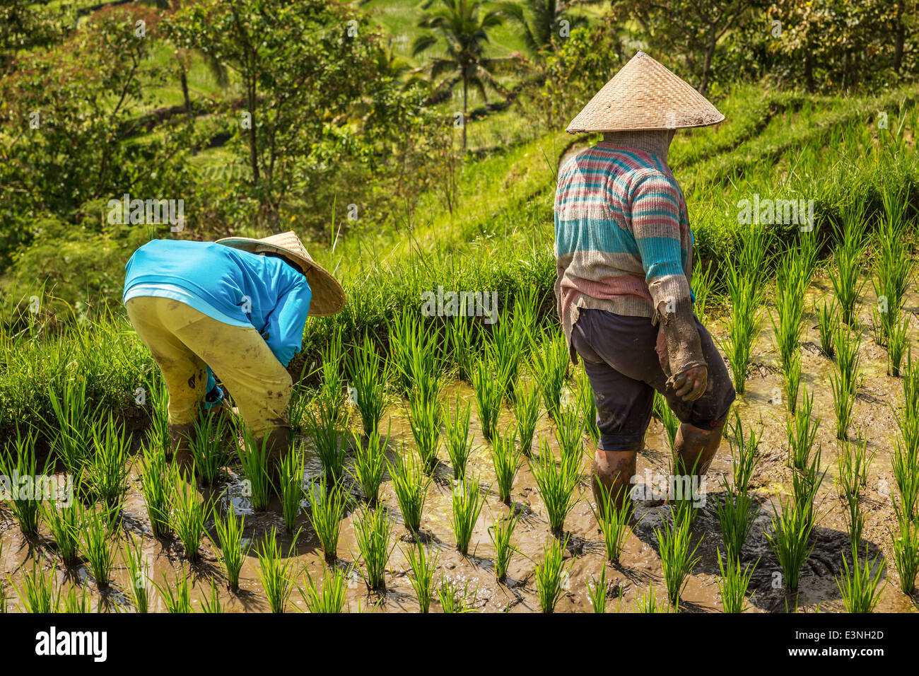 Bäuerinnen zu Fuß durch üppige Reisterrassen auf Bali, Tegallalang, Indonesien Stockfoto