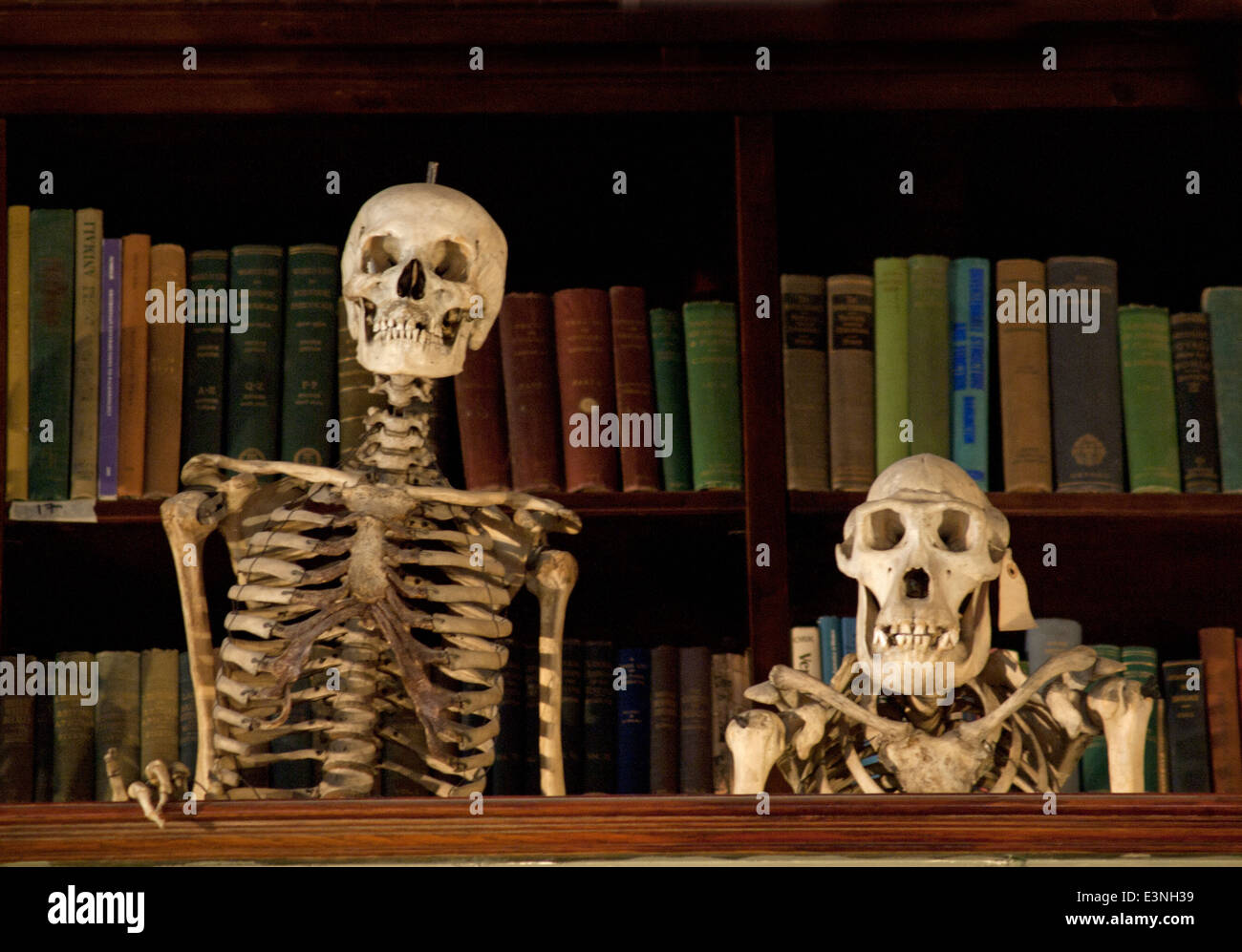 Eine Anzeige in der Grant Museum für Zoologie und vergleichende Anatomie in London Stockfoto