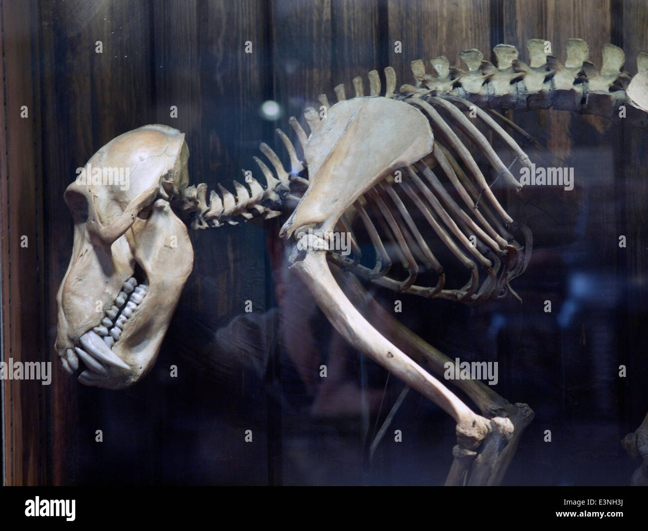 Eine Anzeige in der Grant Museum für Zoologie und vergleichende Anatomie in London Stockfoto