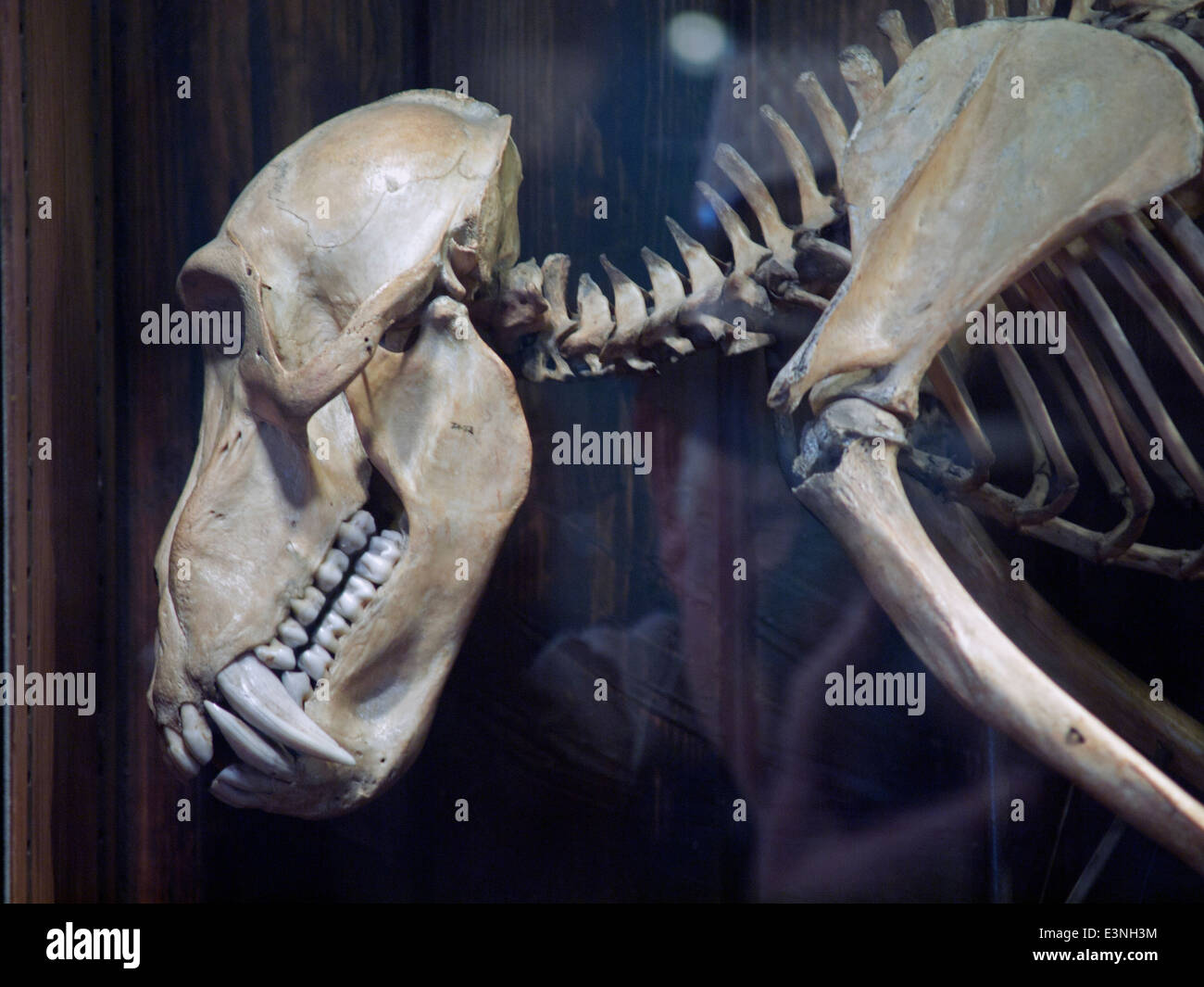 Eine Anzeige in der Grant Museum für Zoologie und vergleichende Anatomie in London Stockfoto