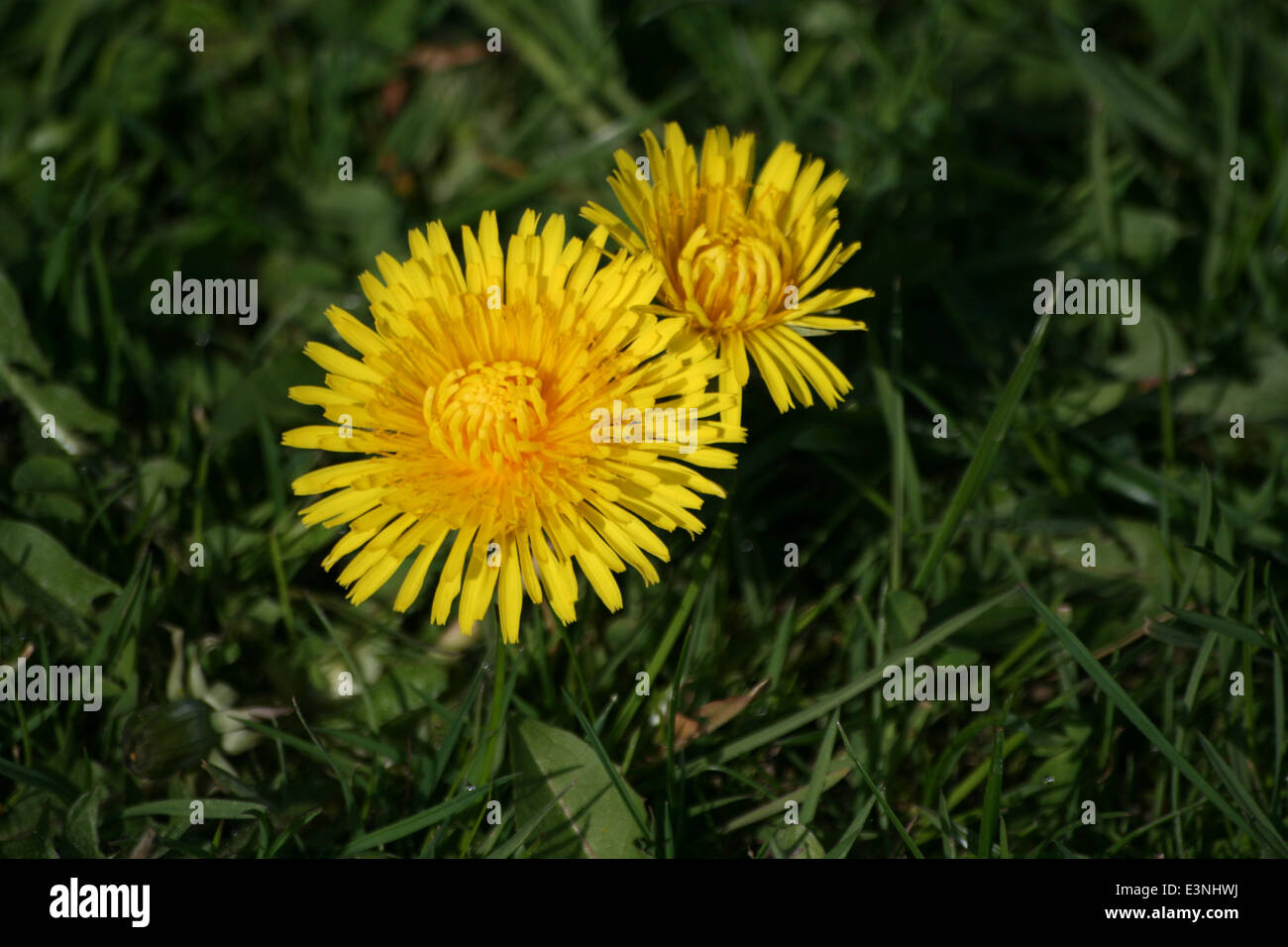 Löwenzahn-Blumen Stockfoto