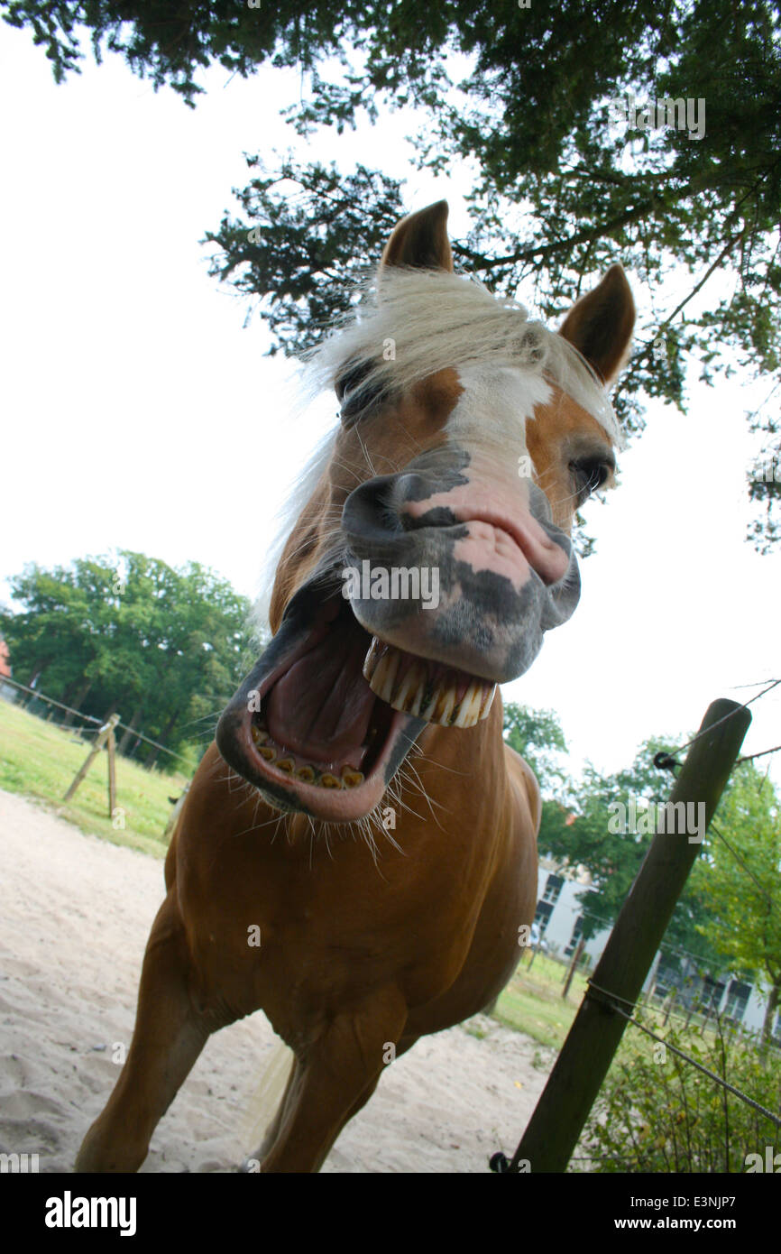 Pferd gähnt Stockfoto