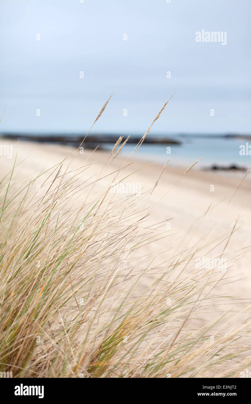 Dünengebieten Grass auf Herm "Shell Beach" Kanalinseln UK Stockfoto