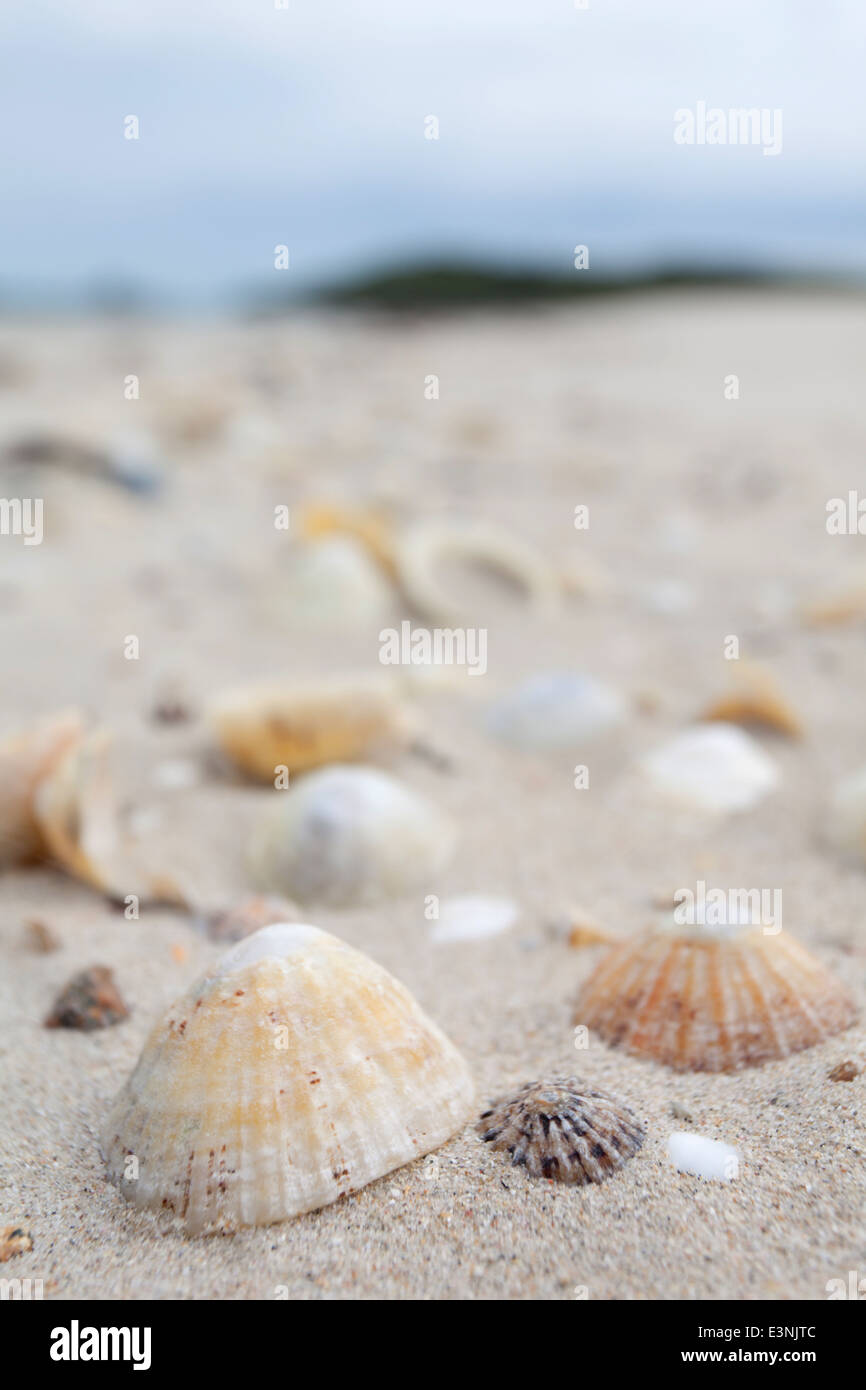 Kanalinseln Herm, Limpet Muscheln am "Shell Beach" Stockfoto