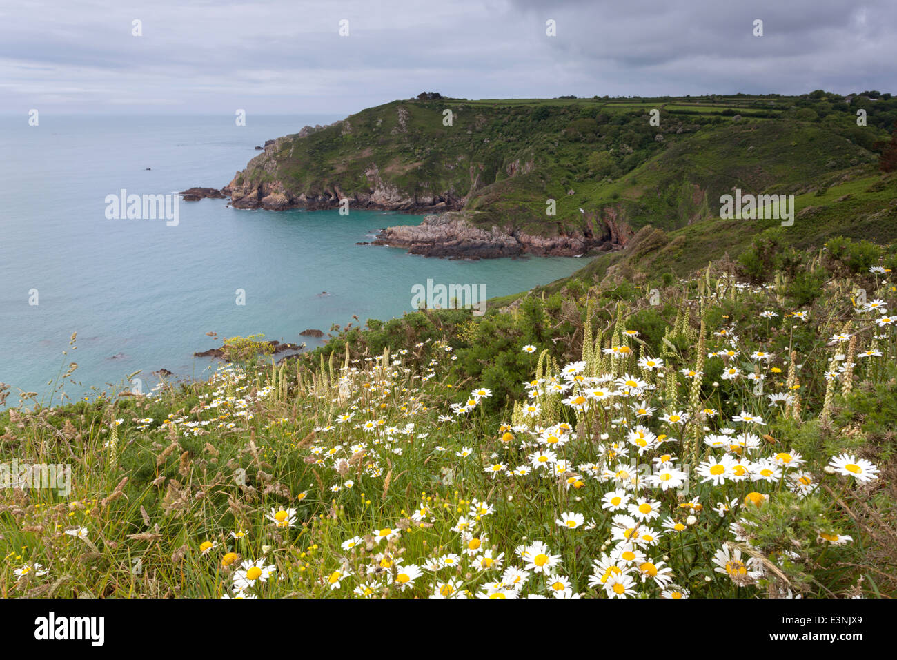 Klippen bedeckt in Oxeye Daises Petit Bot Bay Guernsey Stockfoto