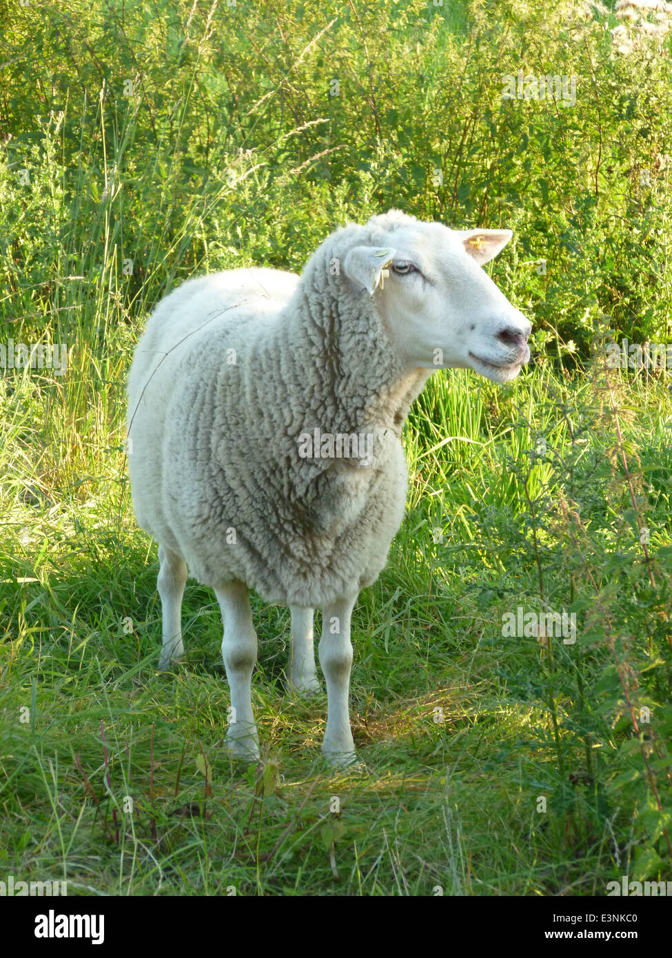 Schaf Auf der Wiese Stockfoto