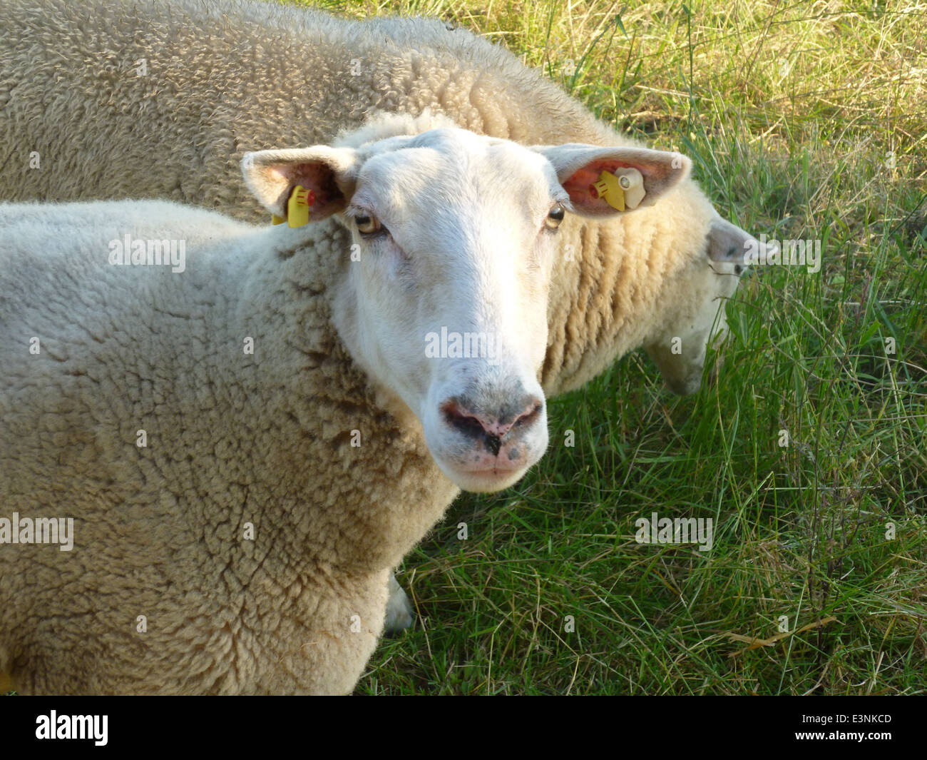 Schaf-Portrait Stockfoto