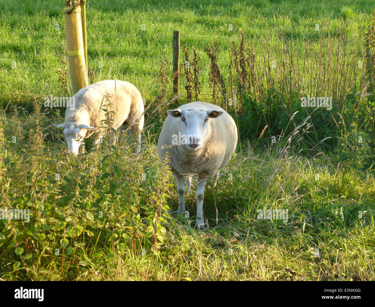 Schafe Auf der Wiese Stockfoto