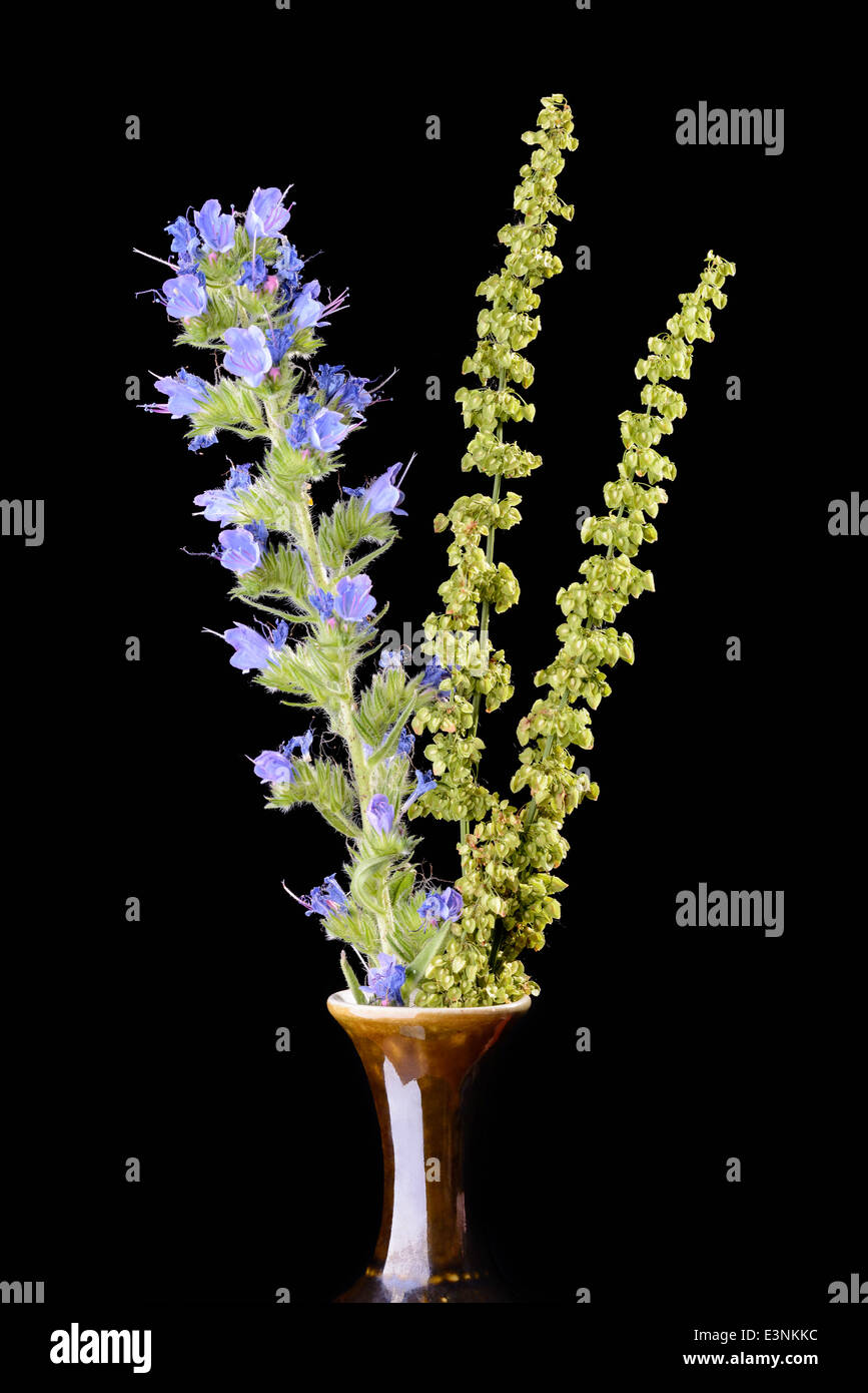 Blueweed Blumen und Wildkräutern in einer Vase auf isoliert auf schwarzem Hintergrund Stockfoto