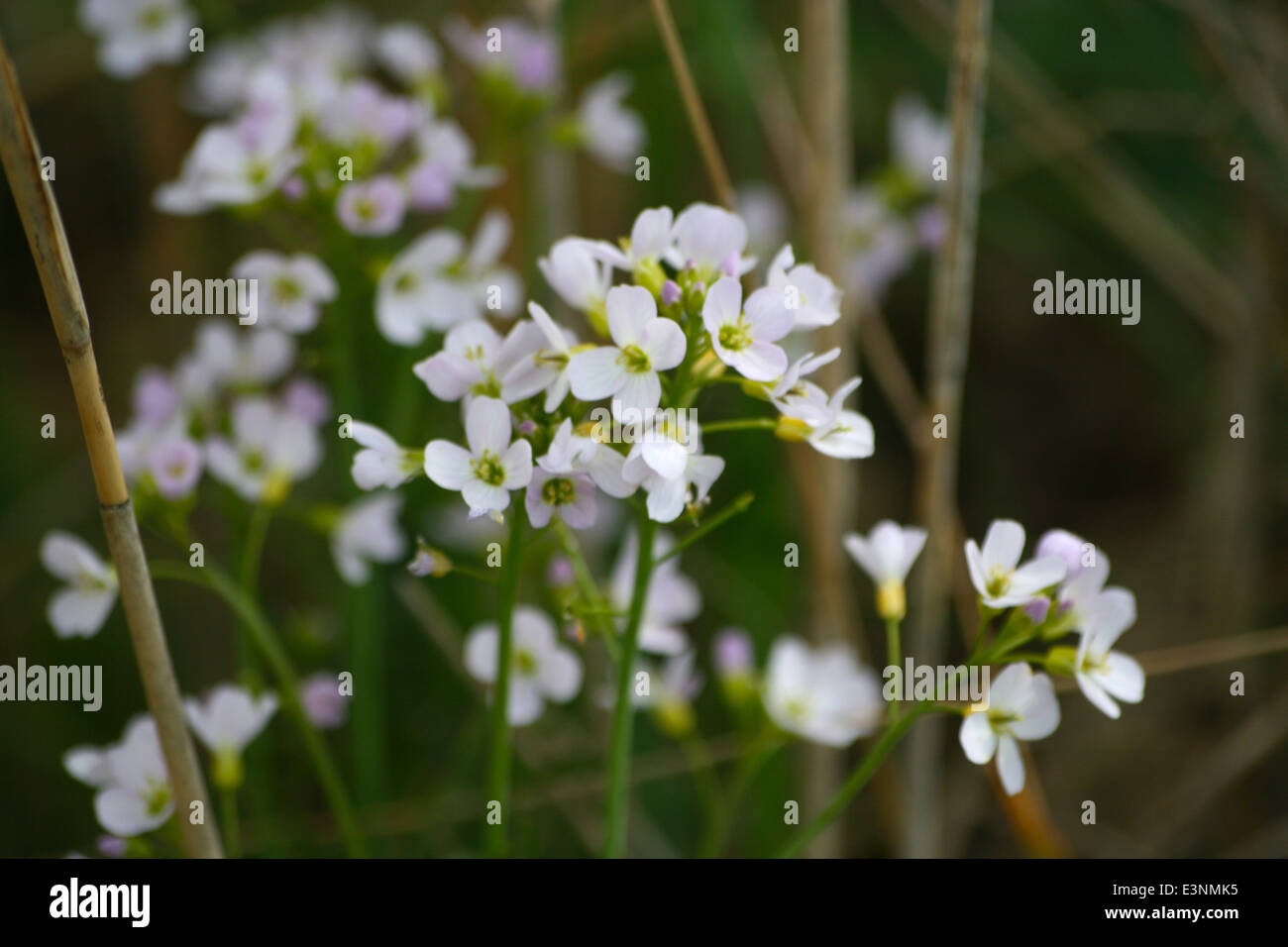 Wiesenschaumkraut Stockfoto