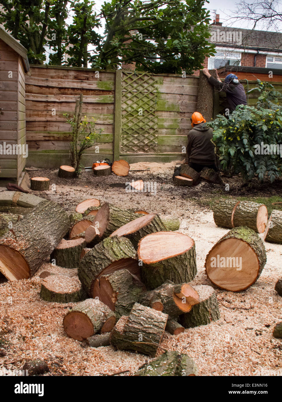 Gartenpflege, Baum Chirurgen Fällen Baumes im Garten, Stockfoto