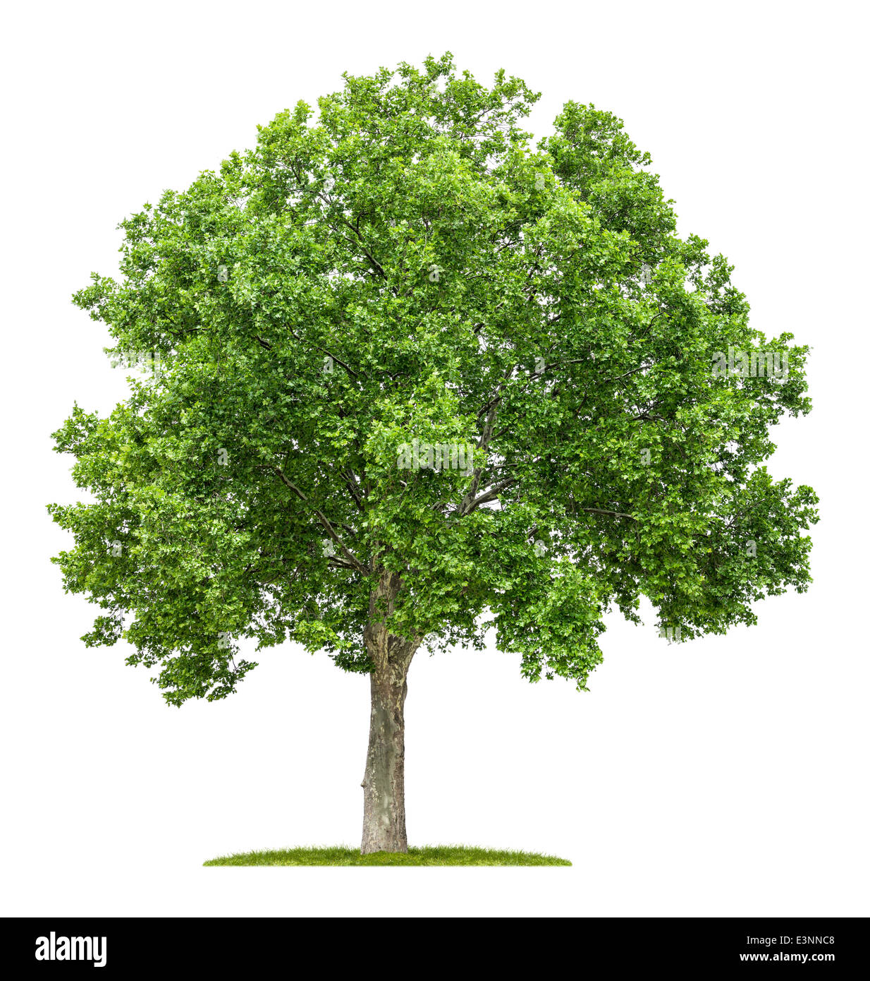 isolierte Platane auf weißem Hintergrund Stockfoto isolierte Platane auf weißem Hintergrund Stockfoto