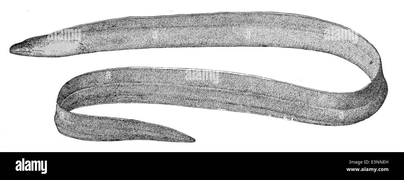 Pseudechidna brummeri ist eine in Australien vorkommende Echidna-Spezies. Sie gehört zur Monotreme-Gruppe, die durch ihr stacheliges Äußeres und ihr Verhalten beim Legen von Eiern gekennzeichnet ist. Es ist für das Vergraben und Füttern von Ameisen und Termiten geeignet. Stockfoto