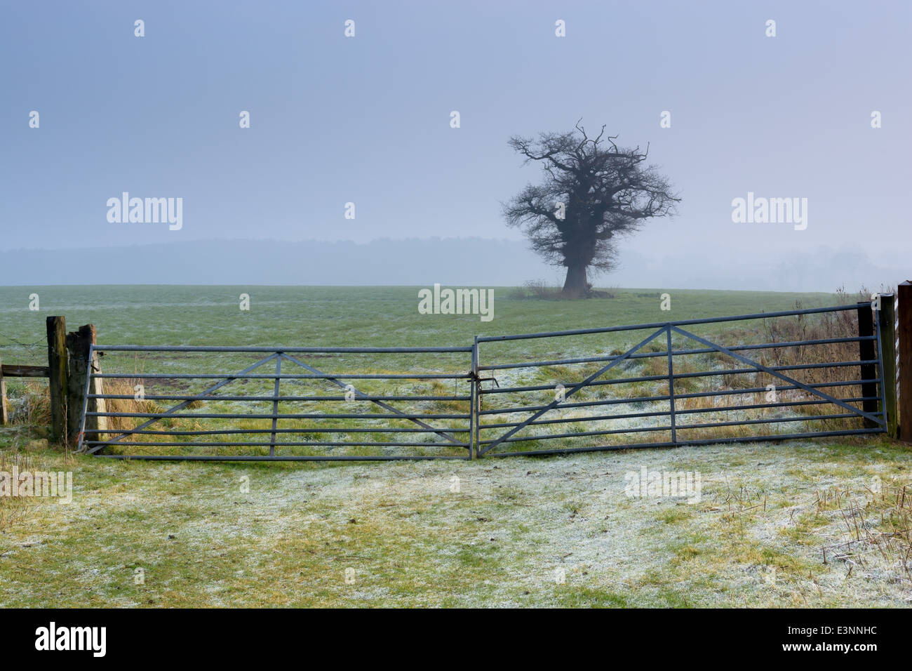 Hof und ein Baum und ein leeres Feld an einem nebligen, frostigen Morgen. Shropshire, England. Stockfoto