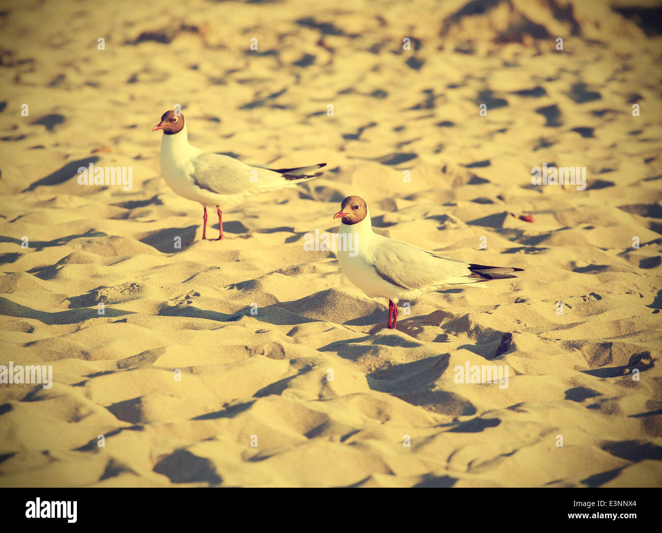 Gefilterte Vintage Retro Stil Vogel am Strand. Stockfoto