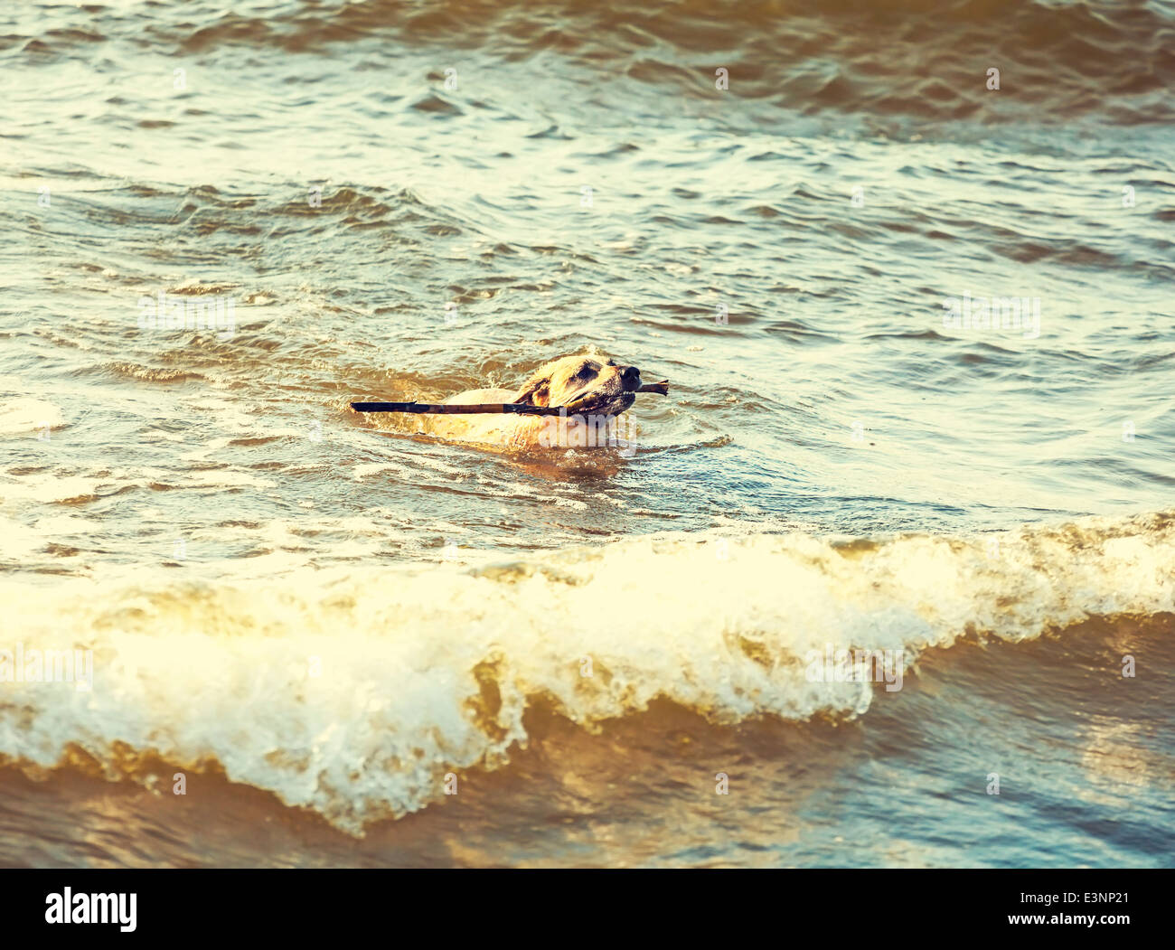 Hund, Schwimmen im Meer mit einem Retro-Vintage Instagram Filter gemacht. Stockfoto
