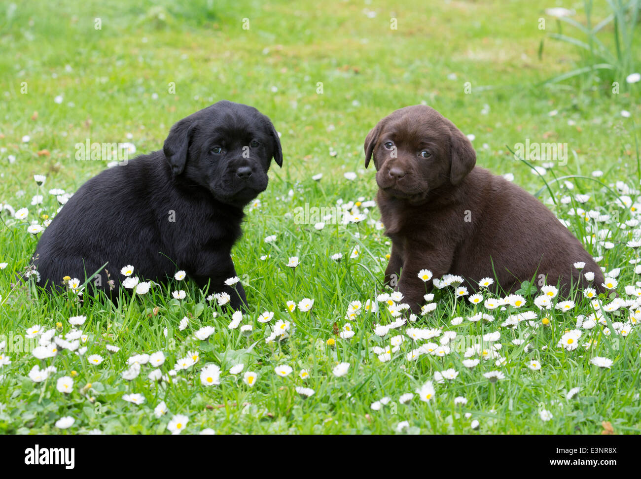 Schwarz und chocolate Labrador Retriever Welpen Stockfoto