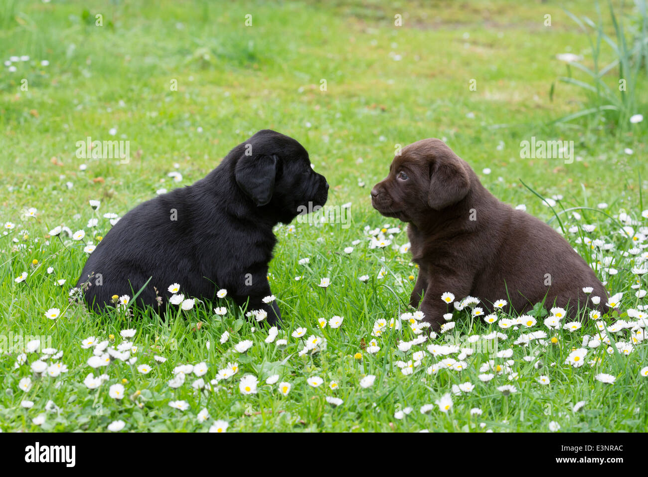 Schwarz und chocolate Labrador Retriever Welpen Stockfoto