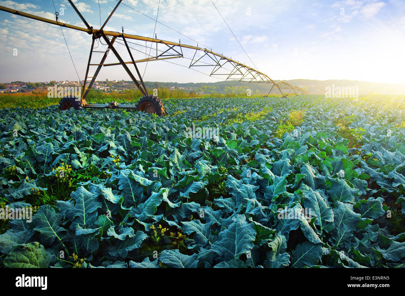 Bäuerliche Landwirtschaft Feld mit Kohl Kultur und modernes Bewässerungssystem. Stockfoto