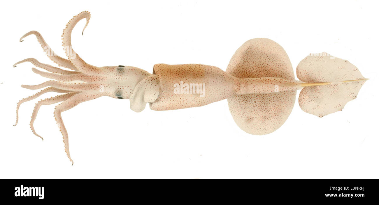 Grimalditeuthis bonplandi Stockfoto