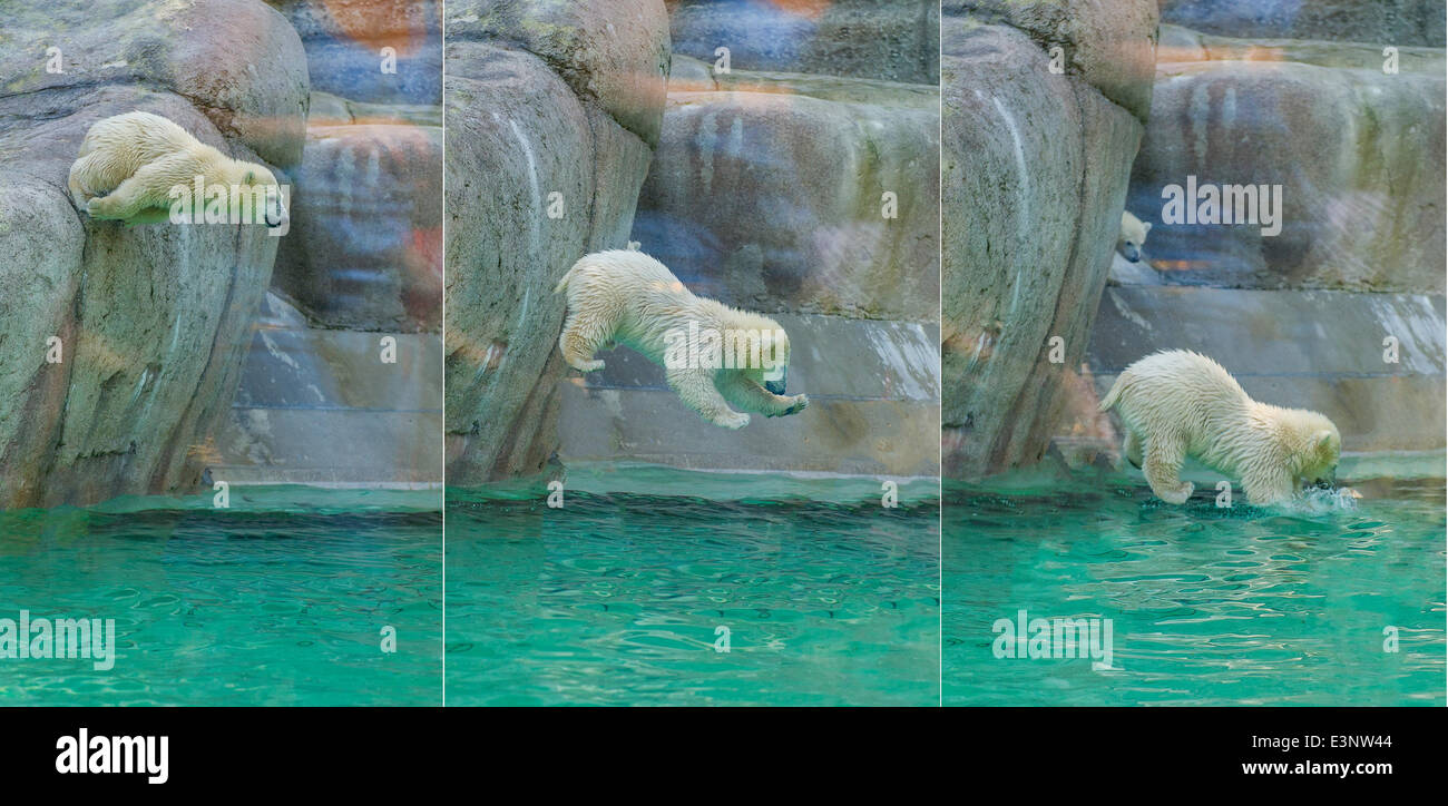 München, Deutschland. 26. Juni 2014. HANDOUT - zeigt ein Handout Bild zur Verfügung gestellt von Marc Müller/Tierpark Hellabrunn Polar Bear Cub Nela Sprung ins Wasser im Zoo Hellabrunn in München, 26. Juni 2014. (: im Zusammenhang mit der aktuellen Berichterstattung. OBLIGATORISCHE CREDIT: Foto: Marc Müller/Tierpark Hellabrunn/Dpa) / Dpa/Alamy Live News Stockfoto