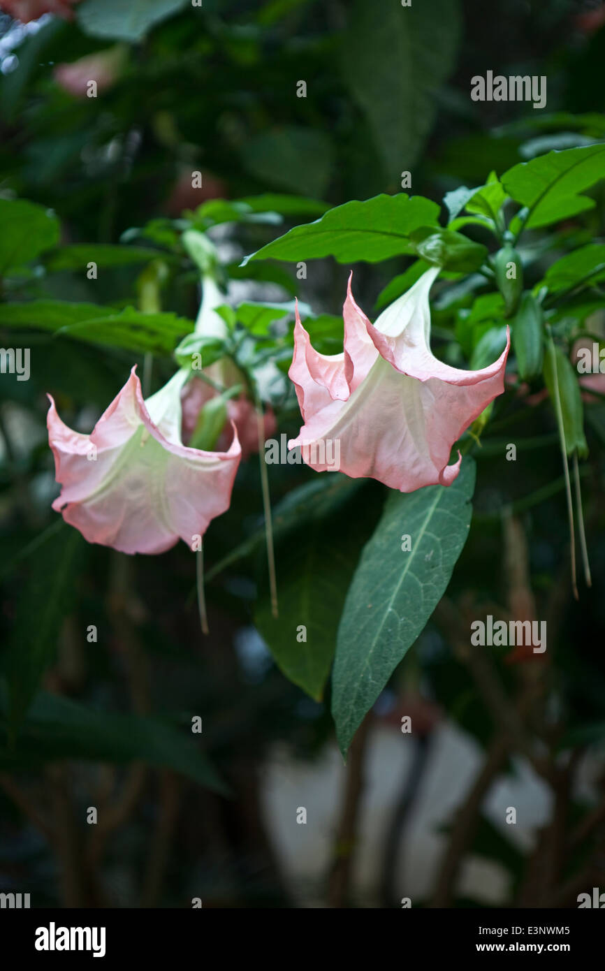 Datura Arborea Brugmansia Arborea; Stockfoto