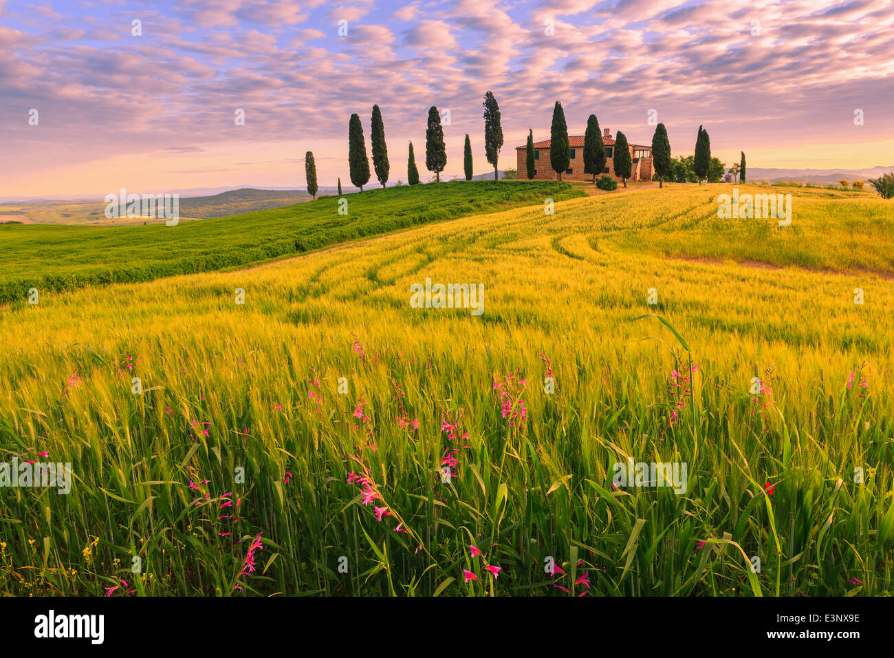 Podere I Cipressini mit den berühmten Zypressen im Herzen der Toskana, in der Nähe von Pienza, Italien Stockfoto