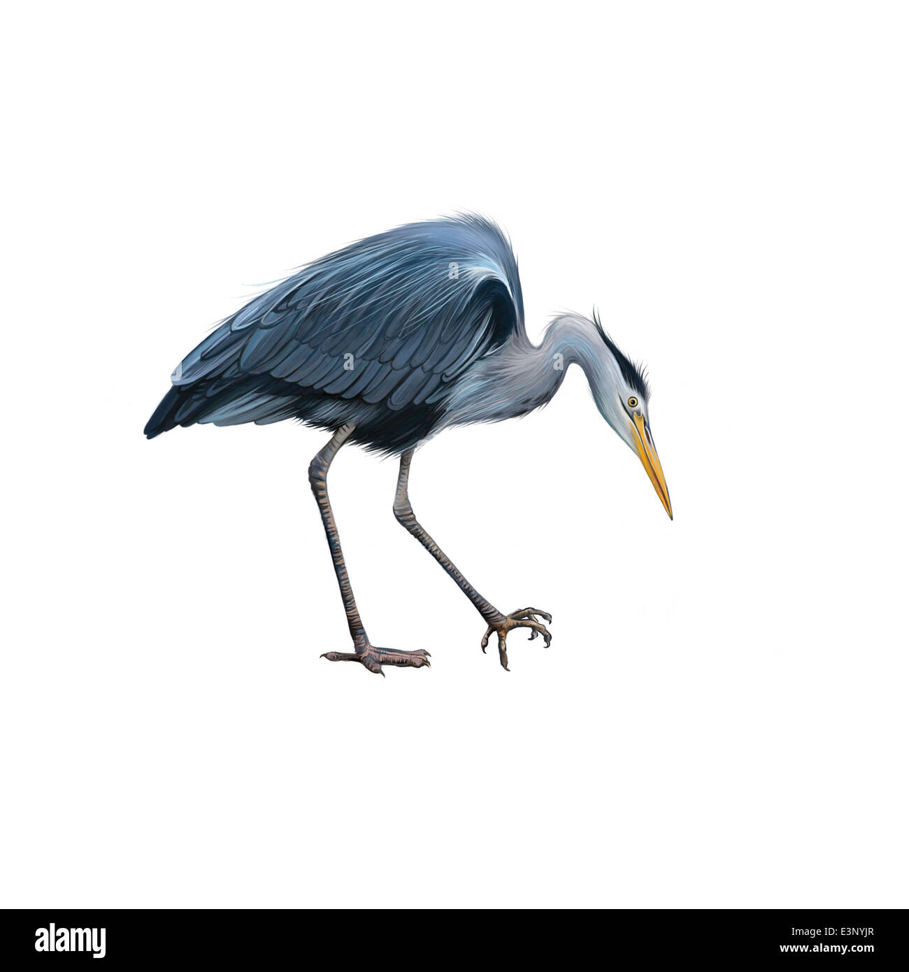 Graureiher stehend gebogen nach unten, Ardea Cinerea Stockfoto