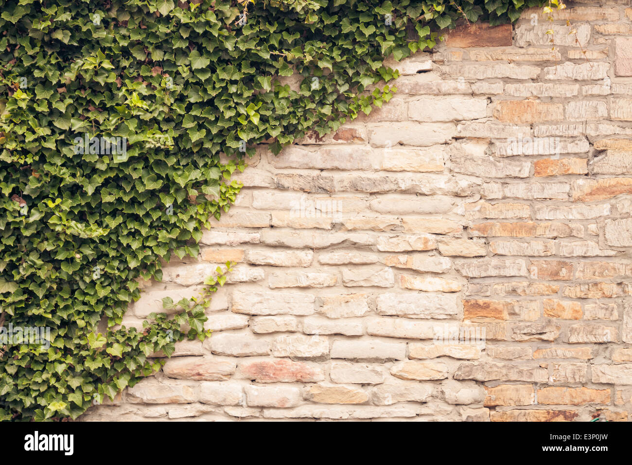 Ivy Reben Klettern auf alte, rustikale Steinmauer. Stockfoto