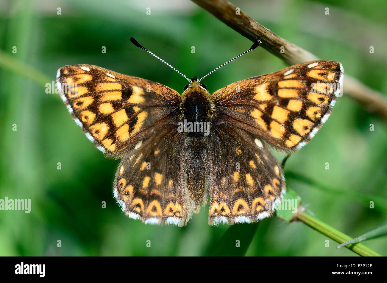 Herzog von Burgund Fritillary butterfly Stockfoto