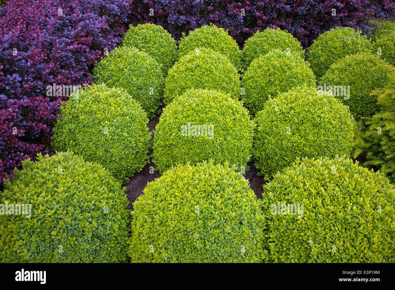 Dekorative Formschnitt Box Globen im Garten Sommer Stockfoto