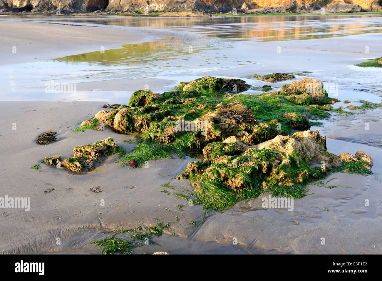 Rockt mit Algen am Strand bei Ebbe, Pembrokeshire, Wales, UK Stockfoto