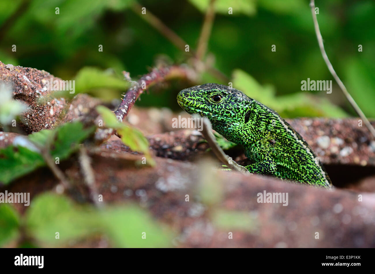 Zauneidechse Stockfoto