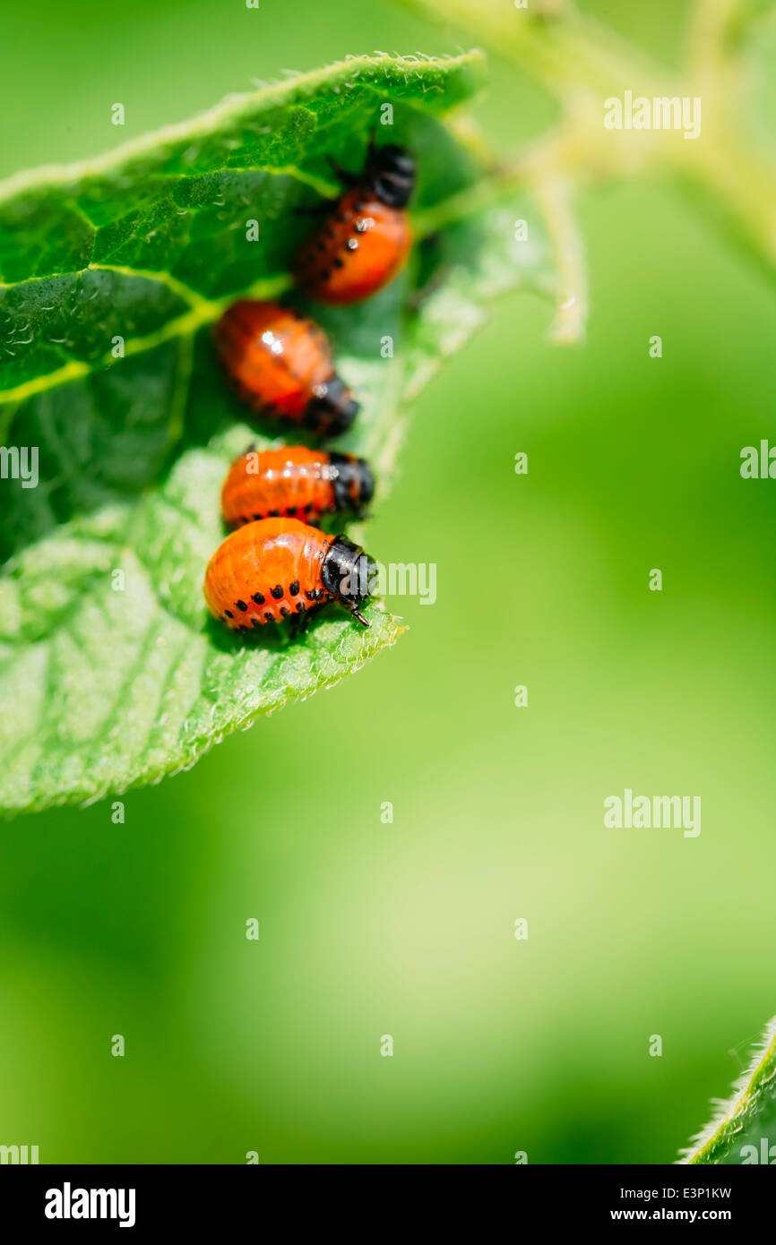 Der rot gestreifte Kartoffelkäfer (Leptinotarsa Decemlineata) ist eine schwere Pest von Kartoffeln Stockfoto