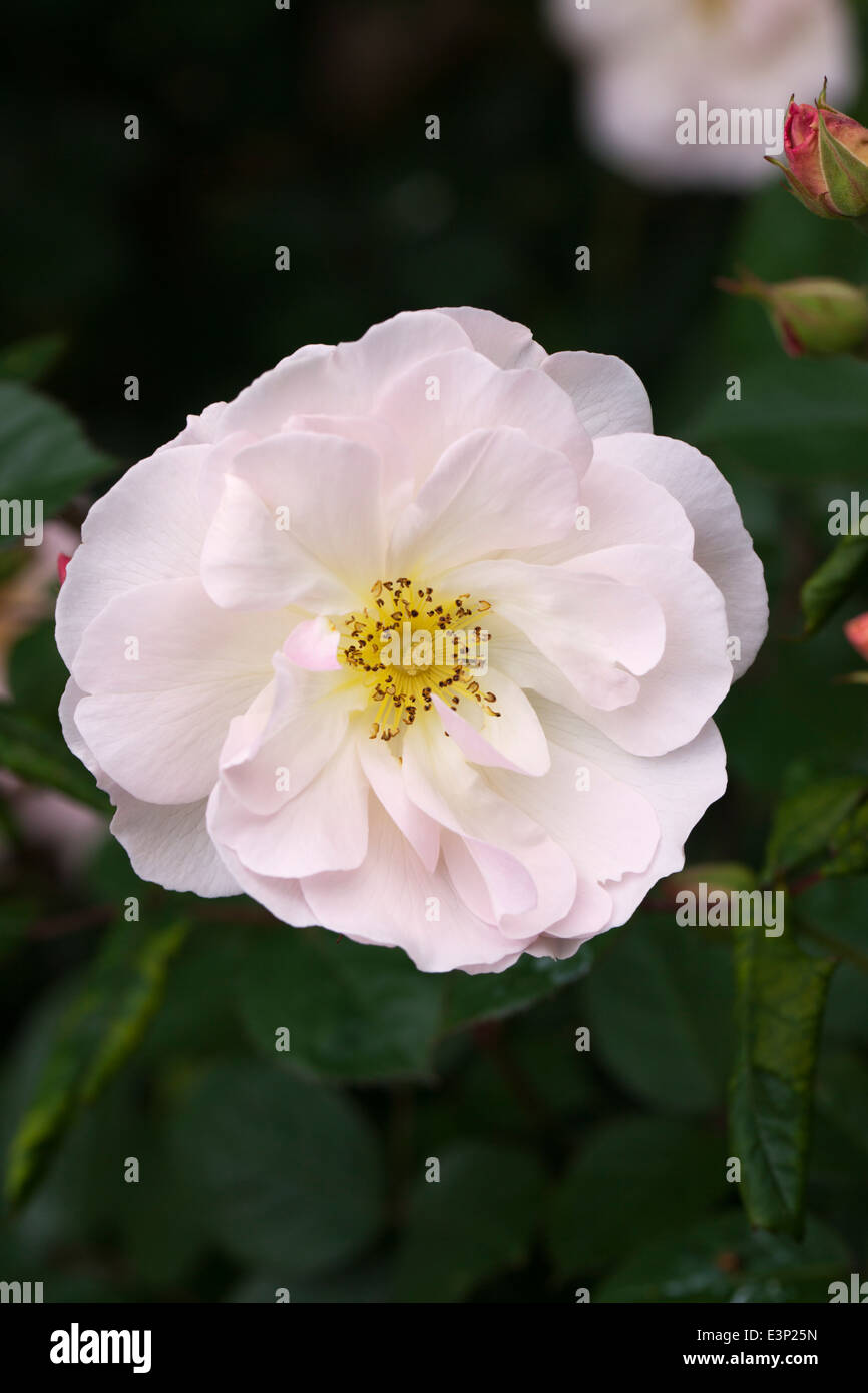 Rosa Fritz Nobis Stockfoto