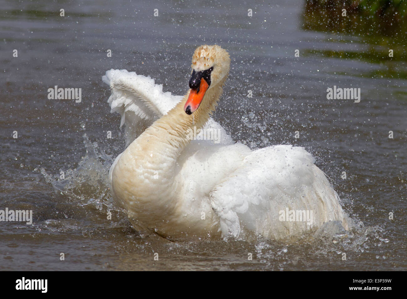 Höckerschwan Cygnus OLAF Baden Stockfoto