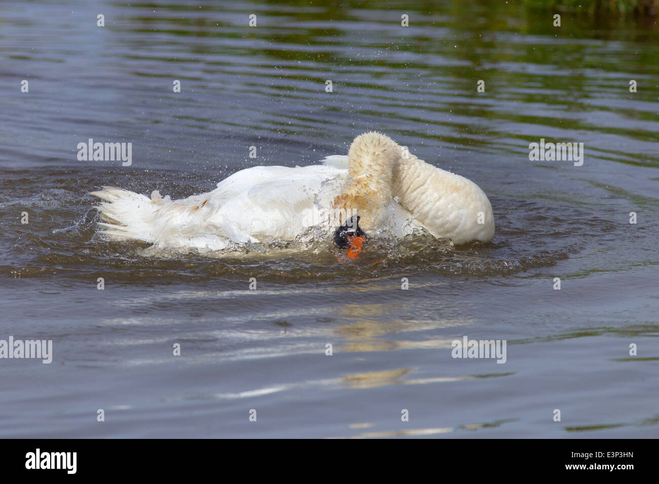 Höckerschwan Cygnus OLAF Baden Stockfoto