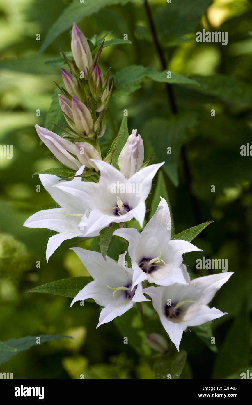 Campanula Latifolia 'Alba'. Weiße breitblättrigen Glockenblume. Stockfoto