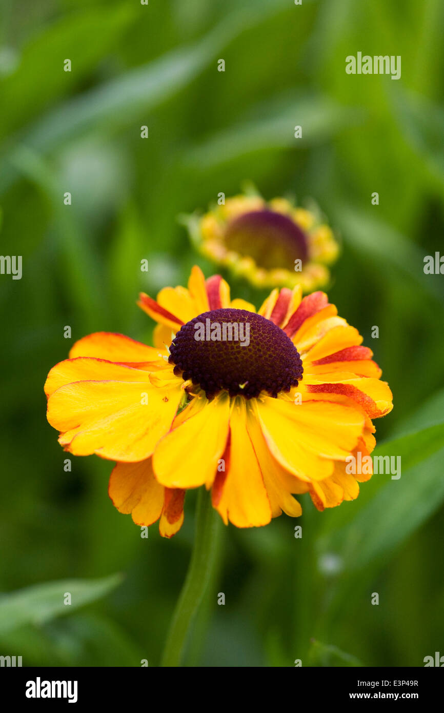 Helenium "Sahin frühen Blumen". Sneezeweed Blume. Stockfoto