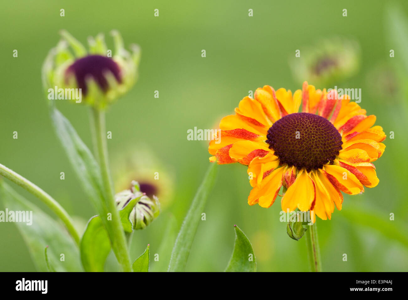 Helenium "Sahin frühen Blumen". Sneezeweed Blume. Stockfoto