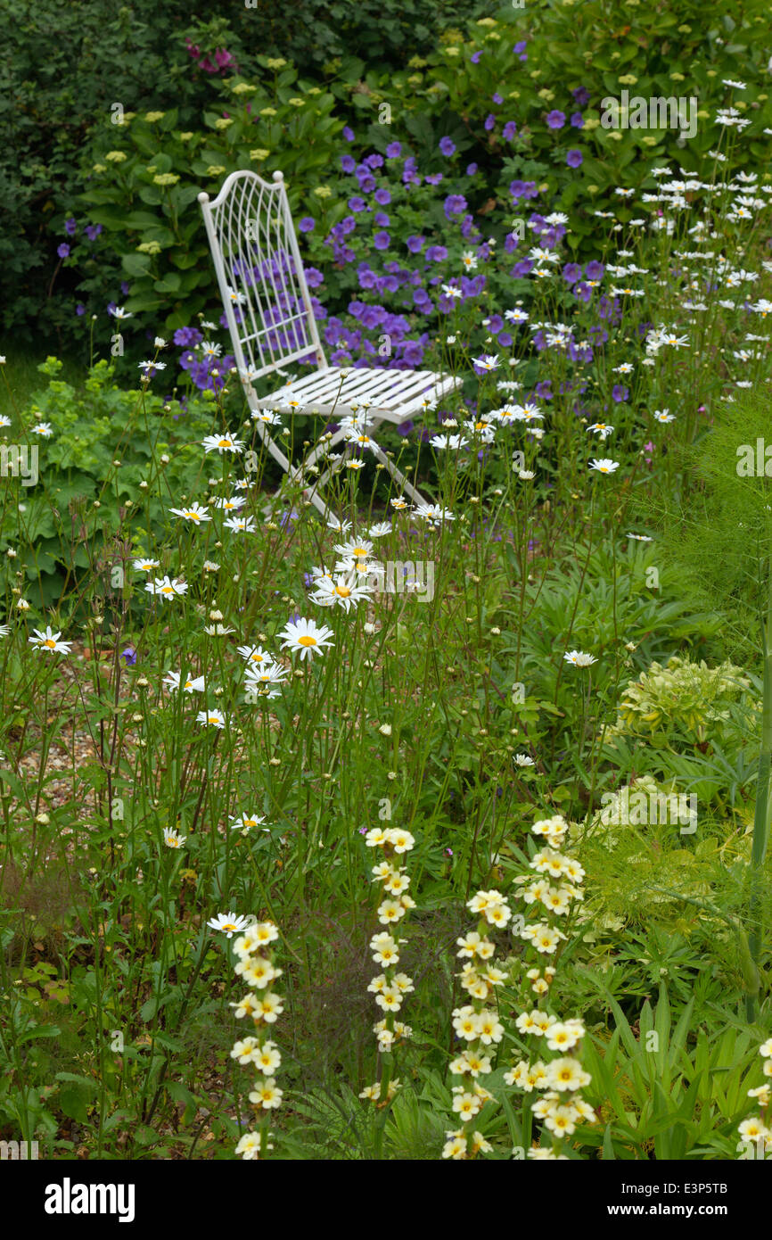 Ochsenaugen-Gänseblümchen Leucanthemum vulgare und Himalaya-Kranichschnabel im Garten Stockfoto