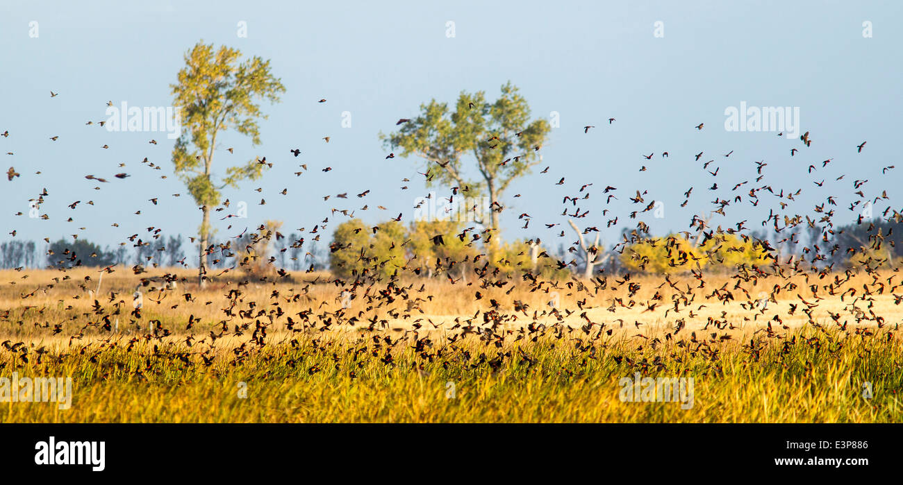 Rote geflügelte Amseln in großen Scharen an Arrowwood National Wildlife Reserve in der Nähe von Jamestown, North Dakota, USA Stockfoto