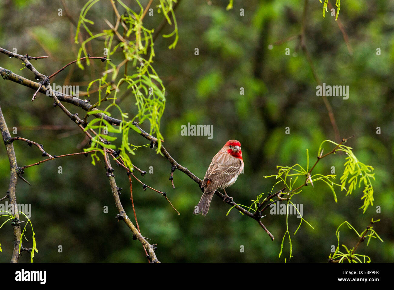 Männliche Haus Fink in Pedernales Falls State Park in der Nähe von Johnson City, Texas, USA Stockfoto