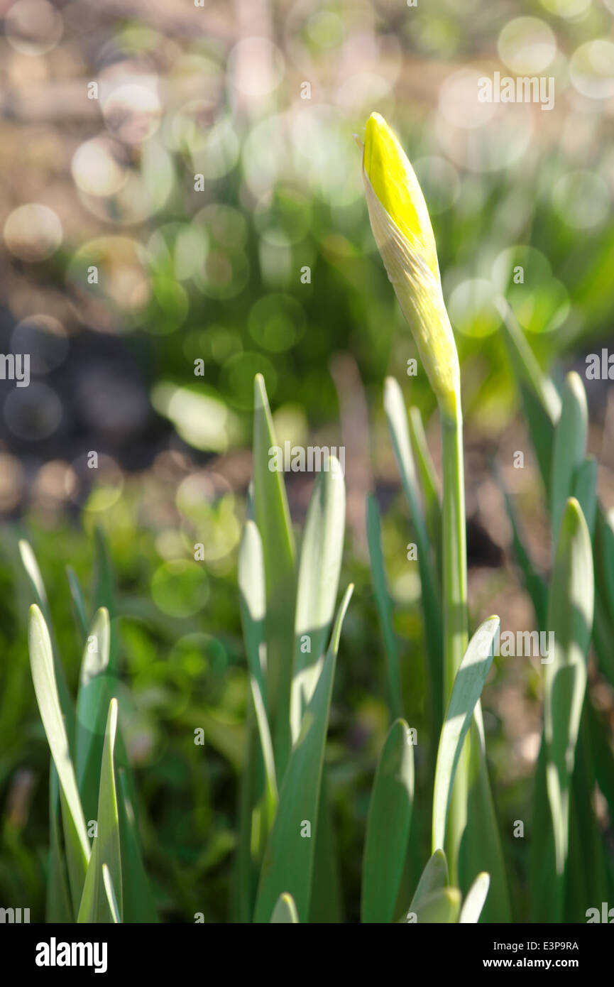 Narcissus jonquilla Stockfoto