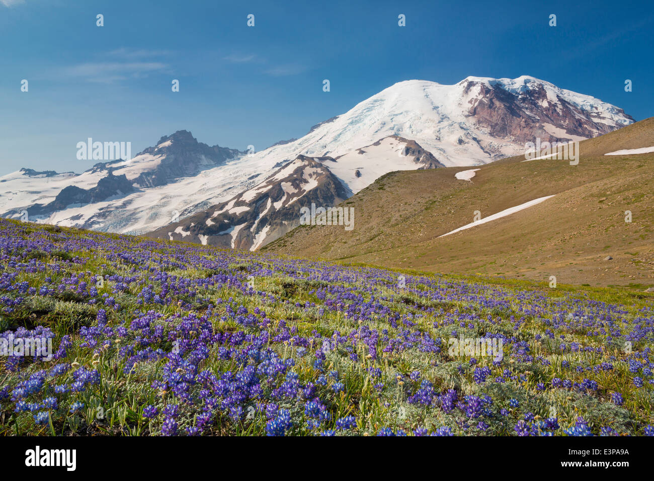 USA, US-Bundesstaat Washington. Alpine Lupine in alpinen Wiese am zweiten Burroughs Mt, mit Mt. Rainer hinter Stockfoto